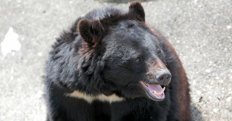 「クマ凶暴化で死亡事故多発」クマに9回襲われて生還した専門家が予測する「危険な2年周期」
