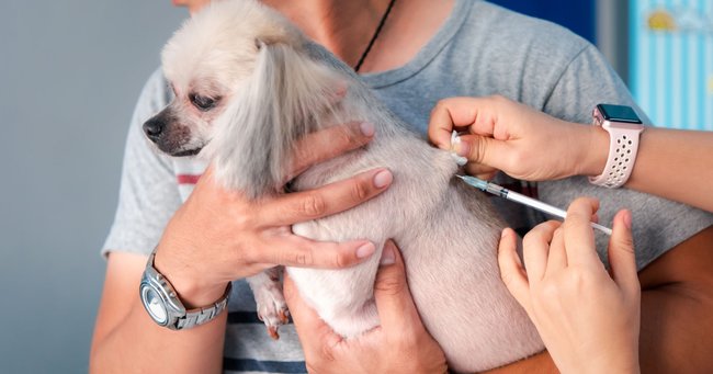 犬猫にマイクロチップ装着、日本の飼い主が抱く「体内に異物」への複雑な思い