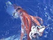 ダイオウイカが続々発見されるのは何の前触れか？深海魚ブームに見る未知のロマンと大地震伝説の真偽