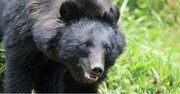 「人を襲ったクマ」を解剖してわかった、胃に「大量に詰まっていたもの」人家に侵入した理由にゾッとする〈2025年8位〉
