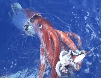 ダイオウイカが続々発見されるのは何の前触れか？<br />深海魚ブームに見る未知のロマンと大地震伝説の真偽