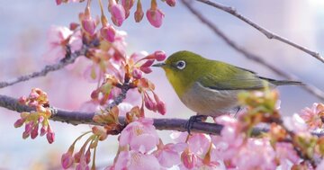 【認知機能を活性化】野鳥の「間違い探し」にチャレンジ!5つの違いに全部気づける?