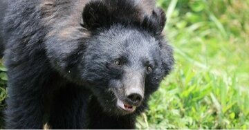 「人を襲ったクマ」を解剖してわかった、胃に「大量に詰まっていたもの」人家に侵入した理由にゾッとする〈2025年8位〉
