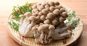 キノコを水洗いすべきでない理由とは?役に立って面白い「野菜の話」