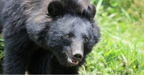 「人を襲ったクマ」を解剖してわかった、胃に「大量に詰まっていたもの」人家に侵入した理由にゾッとする〈2025年8位〉