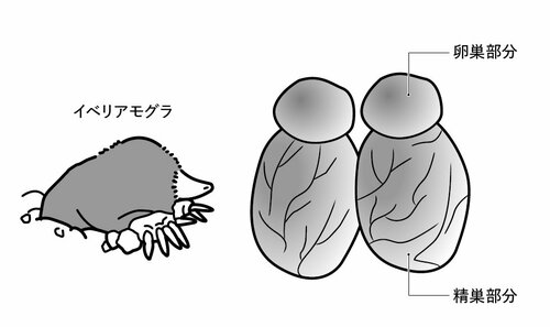 図表：メスが精巣をもつイベリアモグラ