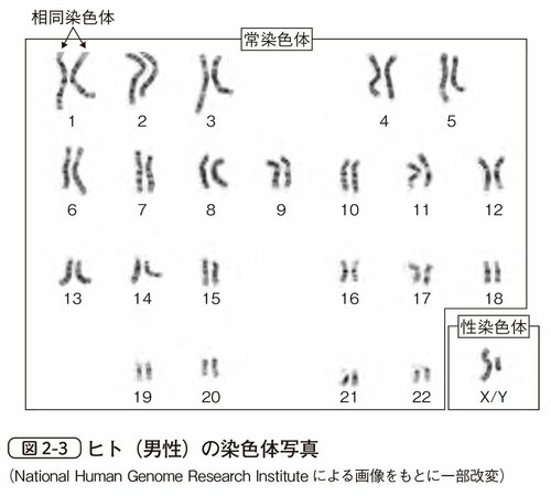 図2-3　ヒト（男性）の染色体写真