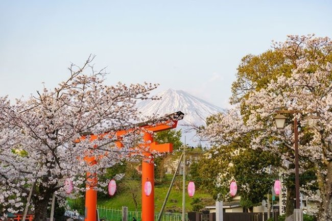 桜と鳥居と富士山の構図でパチリ