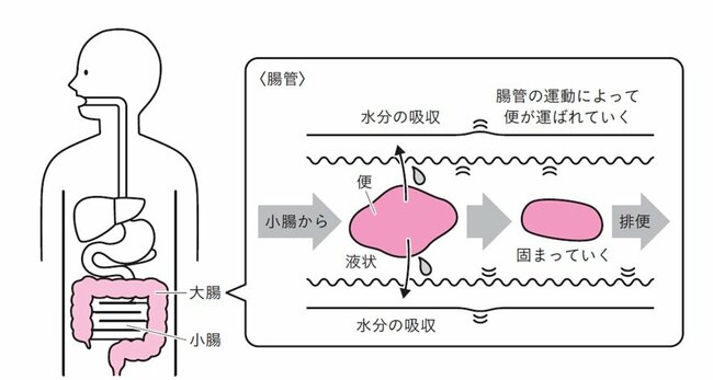 下痢はなぜ起きるのか？ あなたの腸で「うんち」がビチャビチャになる理由