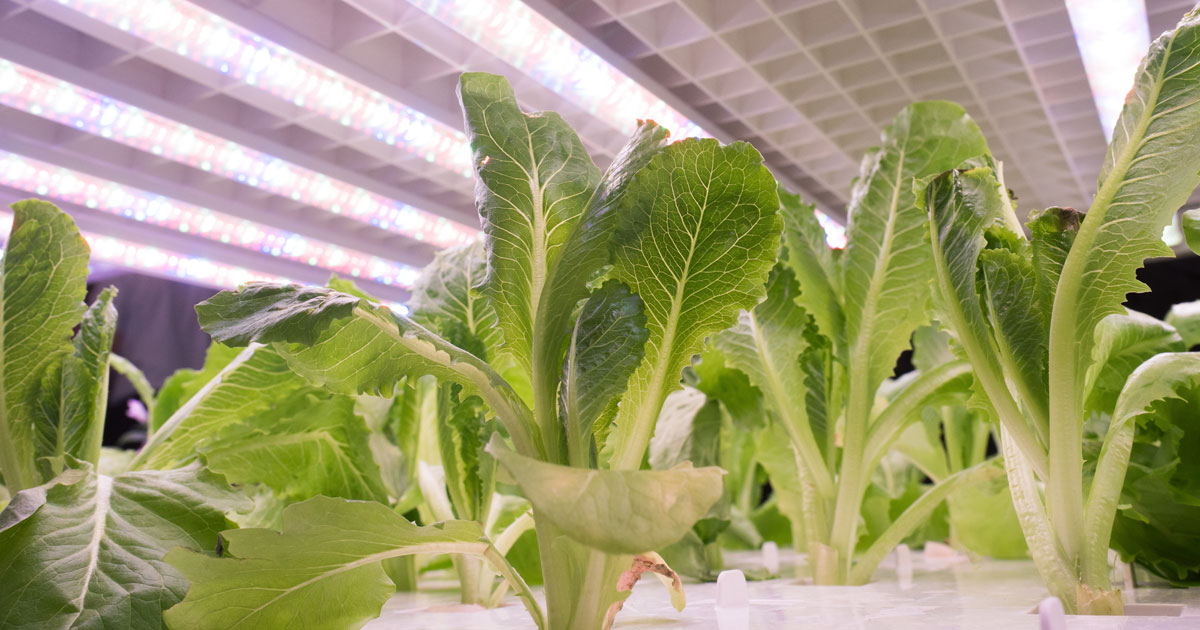 セブンの「野菜工場」で見えた、コンビニが「ユニクロ」になる日