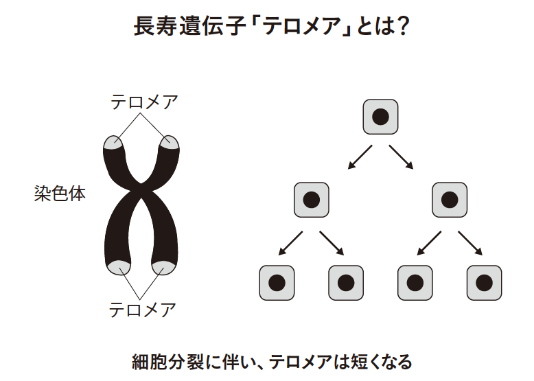 世界一受けたい授業 に再出演 脳科学ダイエット で語りきれなかった 脳を変える食事術 教えます 脳が老いない世界一シンプルな方法 ダイヤモンド オンライン