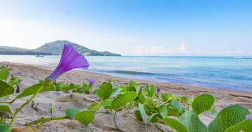 植物の種子は海流に乗って北半球から南半球へ移動する!?…その驚きの「移動能力」の実態とは？