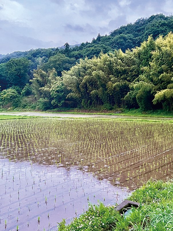 有機農産物生産圃場