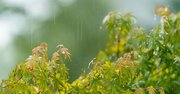 「冷たい雨」と「暖かい雨」があるの知ってる？今すぐ話したい天気の雑学