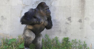 ゴリラが胸をたたくのは「威嚇」じゃなかった!?霊長類学者が観察して分かった「本当の理由」