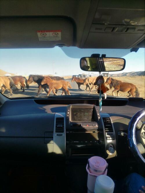 モンゴルの道路で馬の群れに遭遇（提供=筆者）
