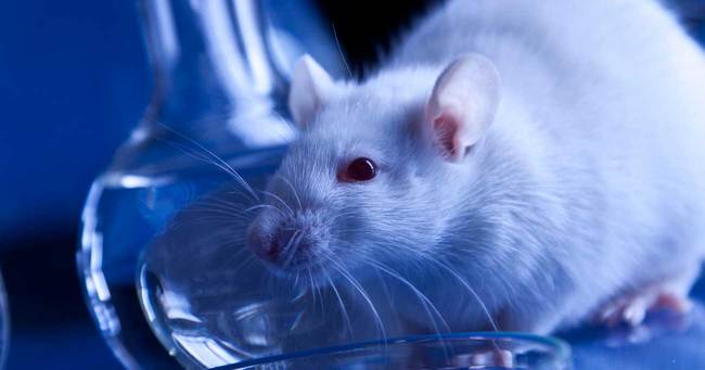動物実験で使われるマウス