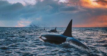 【冥界からの魔物】シャチがマッコウクジラに襲いかかった…その恐ろしすぎる結末【書籍オンライン編集部セレクション】