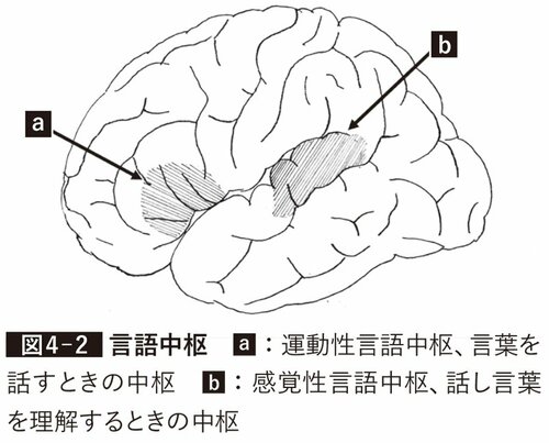図表:言語中枢