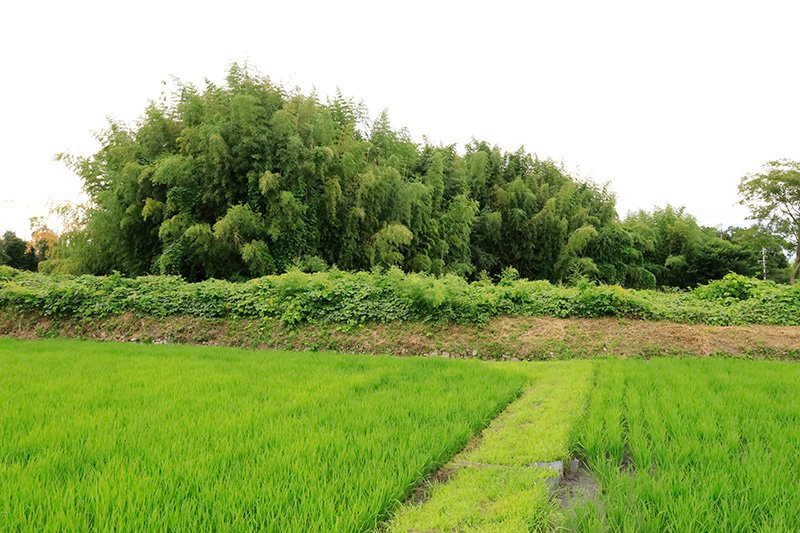 永原城（永原御殿）本丸を南東より