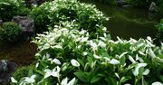 梅雨の京都を彩る「半夏生」はどんな花？京都最古の禅寺で幽玄な世界を満喫