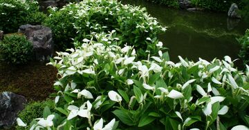 梅雨の京都を彩る「半夏生」はどんな花?京都最古の禅寺で幽玄な世界を満喫