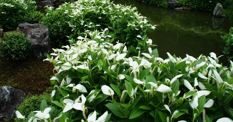 梅雨の京都を彩る「半夏生」はどんな花？京都最古の禅寺で幽玄な世界を満喫