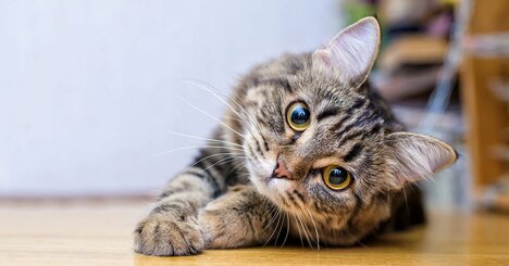 【猫の匂いどうしてる？】自宅の空気の質を高級ホテル並みに整える秘密兵器の正体とは？