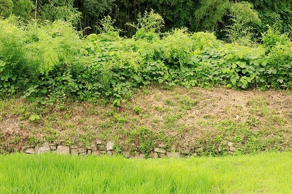 永原城（永原御殿）本丸の南東外周部には、わずかだが石積が見られる