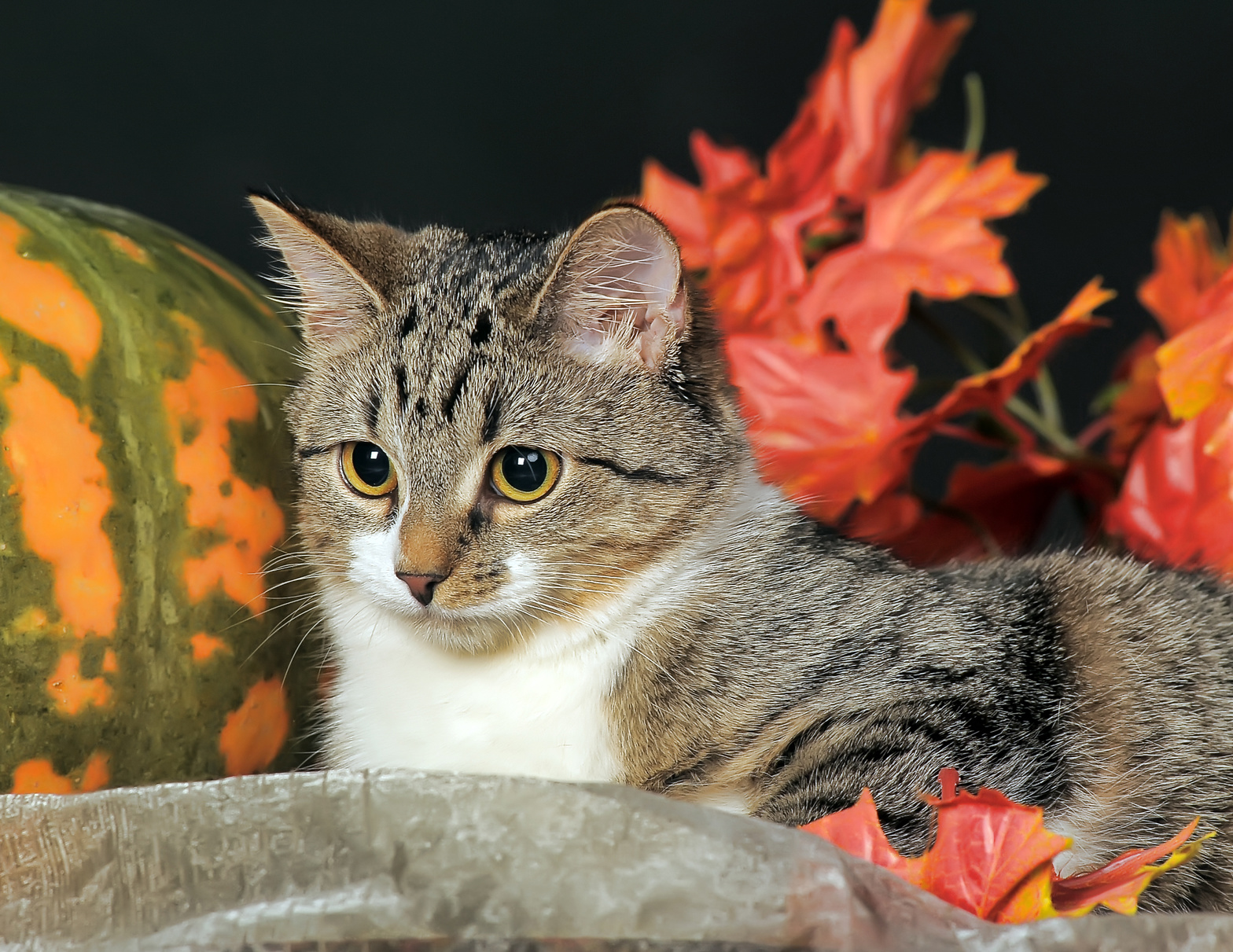 保護猫は、なぜかキュウリが大好物。今は幸せに暮らす猫の、何ともせつないその理由