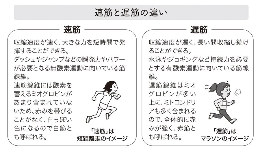 図表:速筋と遅筋の違い