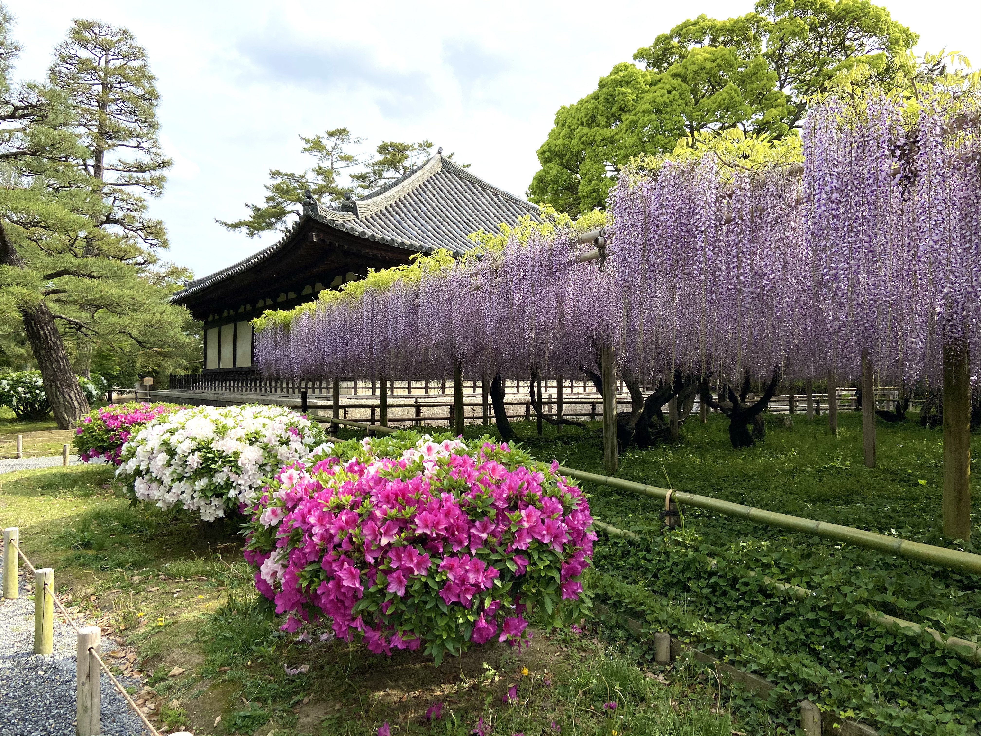 藤とつつじの花の共演が見られる平等院