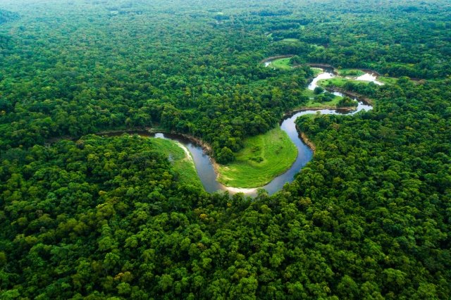 地球上の熱帯雨林の半分をアマゾンが占める