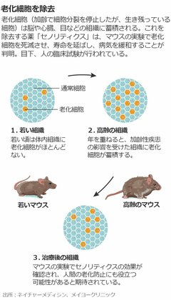 老化は薬で防げる？ 科学者の模索続く