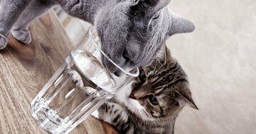 【MIT教授が教える】「ネコの水なめ」に隠された「科学的な驚き」とは?