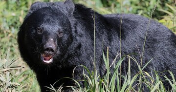 【人身被害は過去最悪】クマに遭ったら終わり？「正解はない」中で命を守る最後の手段