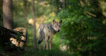 「いちばん古い家畜と考えられている動物はイヌである。最古の化石は約3万3000年前のもので、ロシアで見つかっている…」。現在のゲノム解析でわかった「たった一つのイヌの起源」とは?