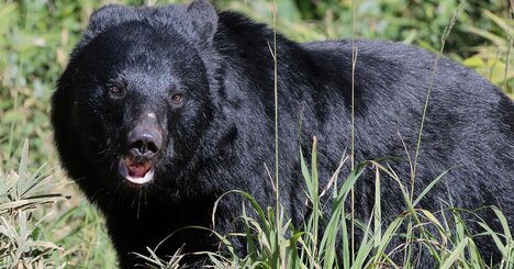 【人身被害は過去最悪】クマに遭ったら終わり？「正解はない」中で命を守る最後の手段