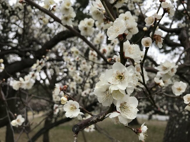 京都御苑（上京区）の梅林にて