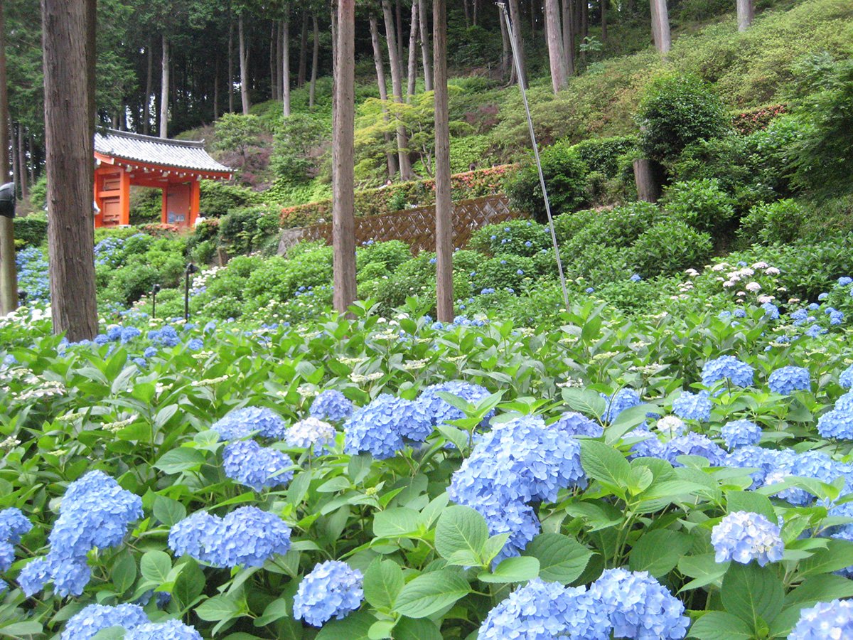 「あじさい寺」こと三室戸寺(宇治市)の紫陽花