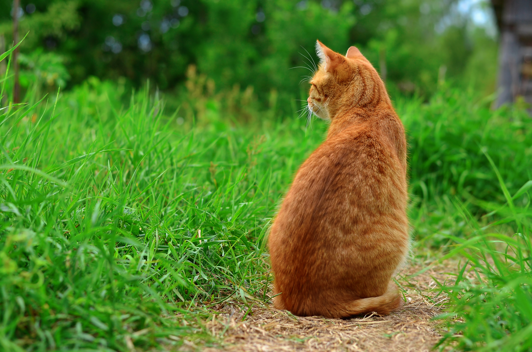 フランスでベストセラー!世界22ヵ国で翻訳!なぜ人は、そこにいる猫を無視できないのか?