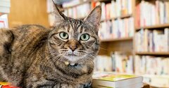 旅が解禁！東京で「ねこ」スポット巡りはいかが？お取り寄せスイーツも紹介