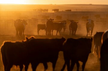 米政権、牛肉輸入拡大へ　記録的高値の抑制狙う