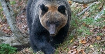 クマが人を襲う時の「意外な初動」、遭遇したら「絶対にしてはいけないこと」【猟師歴50年のベテランが教える】〈注目記事〉