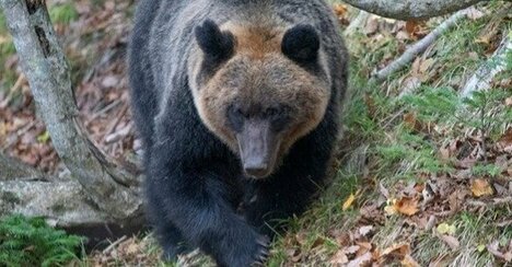 クマが人を襲う時の「意外な初動」、遭遇したら「絶対にしてはいけないこと」【猟師歴50年のベテランが教える】〈注目記事〉