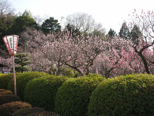 約200本の遅咲きの梅が咲き満ちる隨心院（山科区）の「小野梅園」