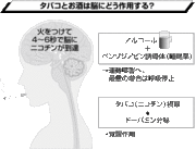 なかなかやめられない「酒」と「タバコ」──脳への影響は？