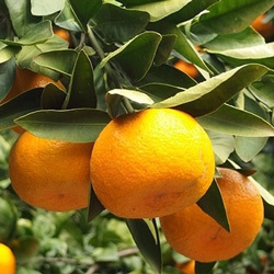 「藤枝市」の「青島みかん10kg」