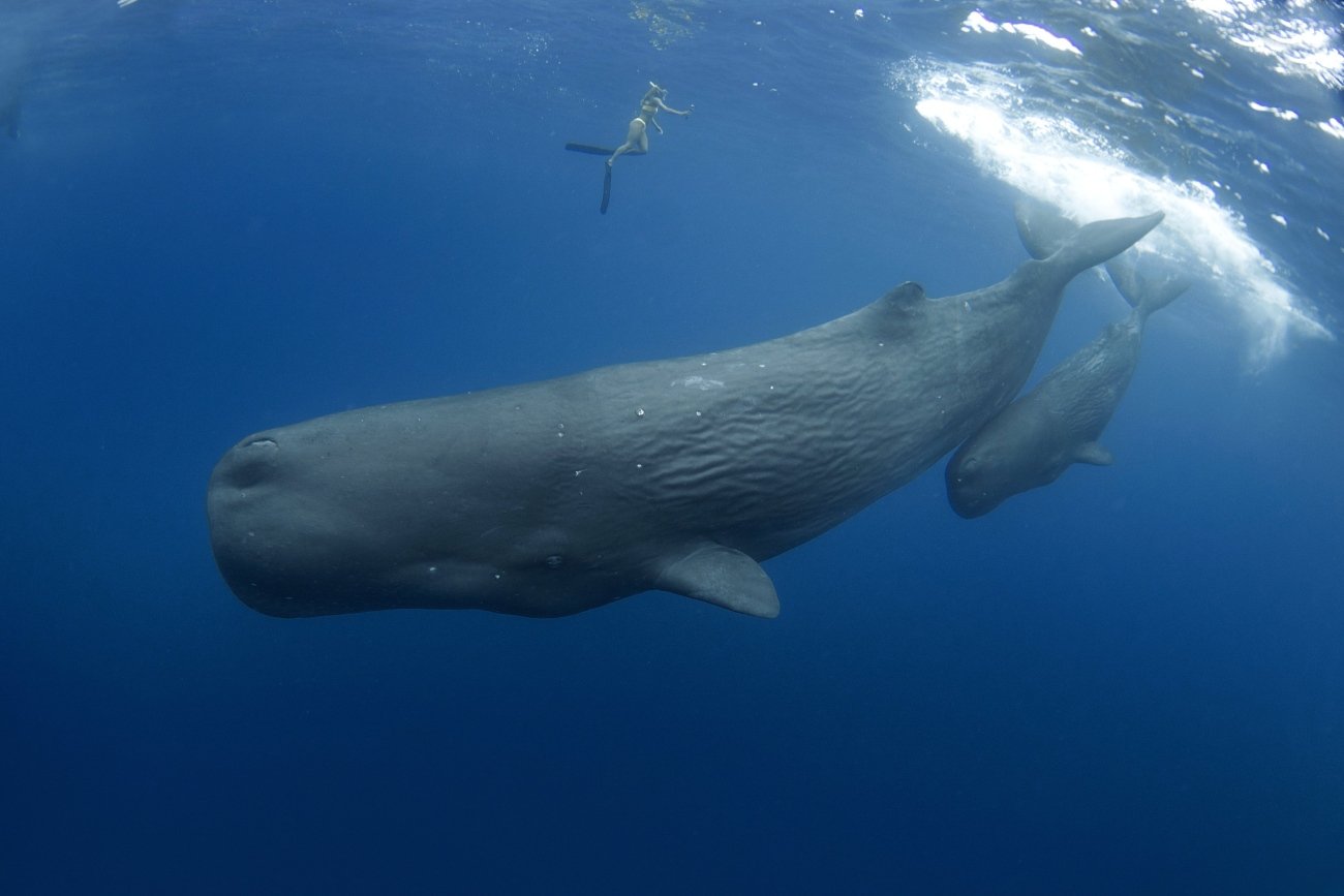 南極海の高波に翻弄され、深夜のケニアで野生動物の声に怯え、大西洋の海に浮かびながらマッコウクジラと対面する…全編において、笑いとユーモアを忘れない最高の1冊!