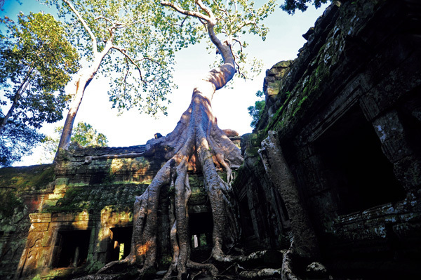 【カンボジア】タ・プローム<br />遺跡に溶樹が絡みつく。生長と破壊のスパイラル